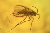 Three Detailed Fossil Fungus Gnats (Sciaridae) In Baltic Amber #234558-1